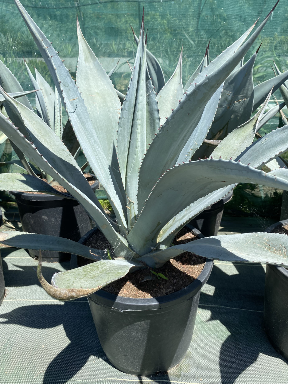 Agave segurae Rsistant -10C - Agaves | Atypic Cactus