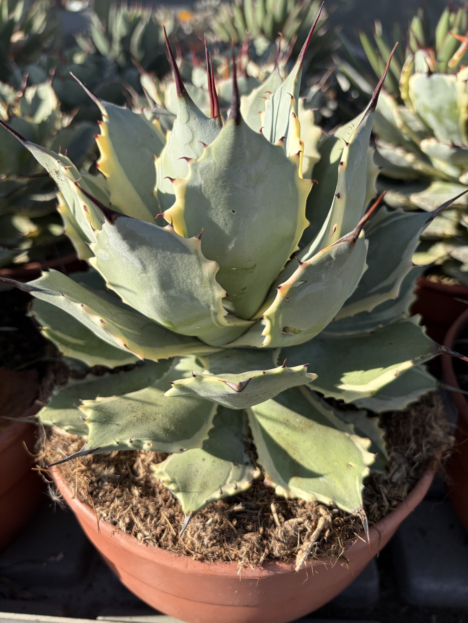 Agave potatorum Variegata Résistant -8°C - Agaves | Atypic Cactus