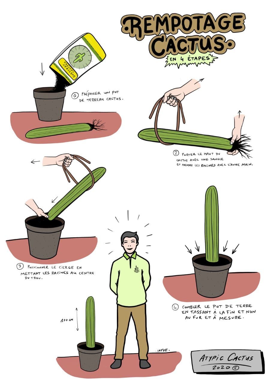 Guide de rempotage cactus - Comment et quand rempoter - Atypic Cactus