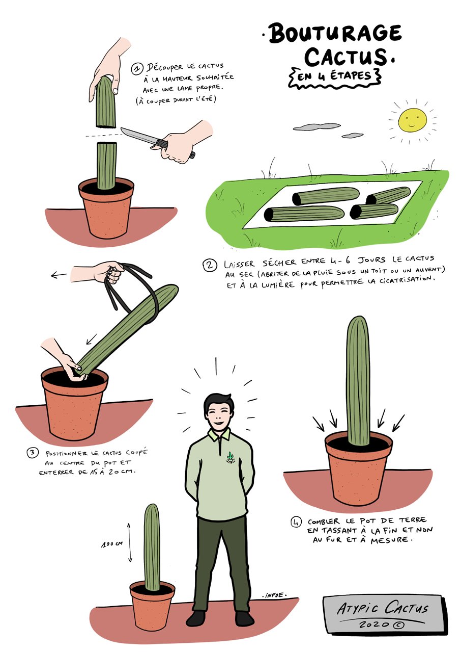 Guide de rempotage de bouture de cactus - Atypic Cactus