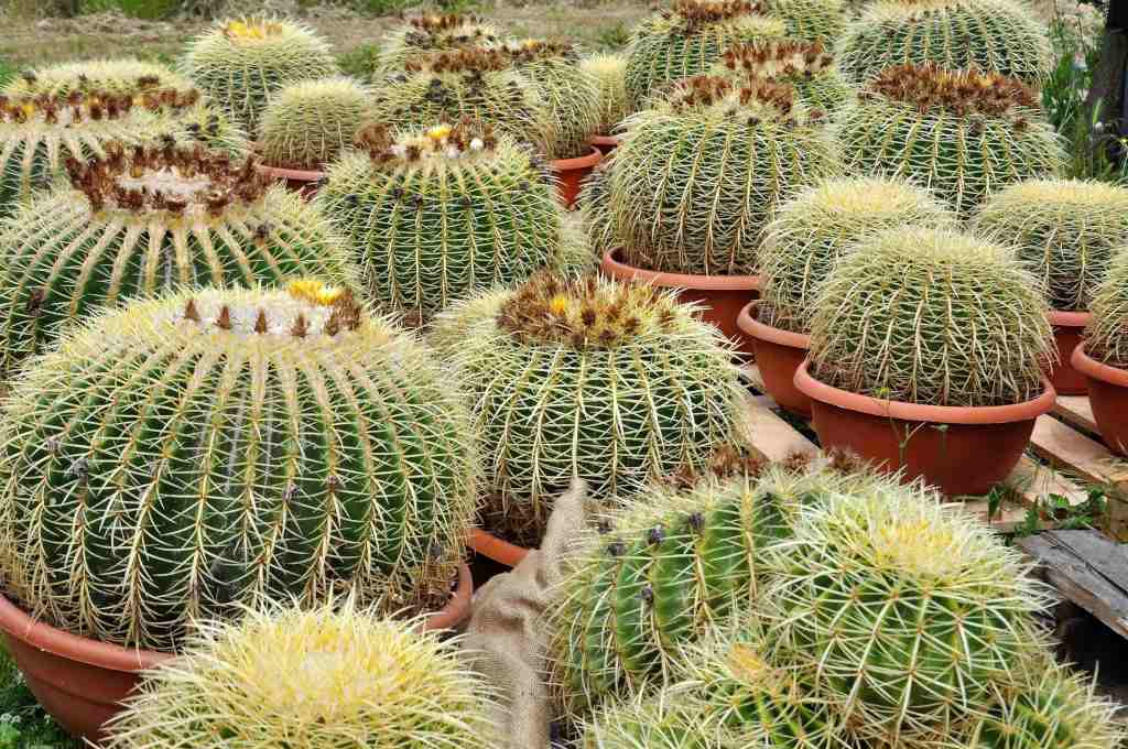 Coussin de Belle Mère (Echinocactus Grusonii) Taille XXL & Petit — free download