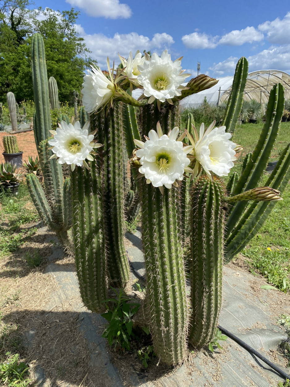 Fleur de cactus : Guide complet de la floraison