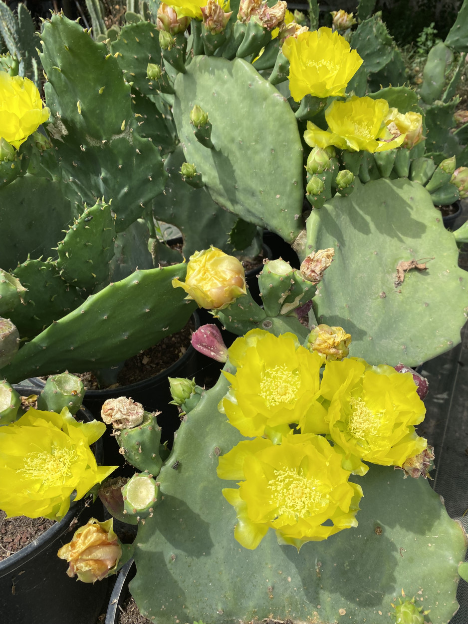 Fleur de cactus : Guide complet de la floraison