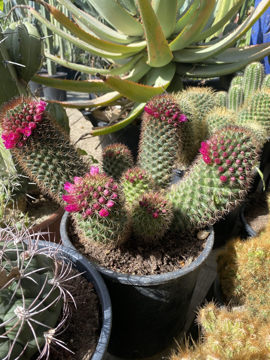 Fleur de cactus : Guide complet de la floraison
