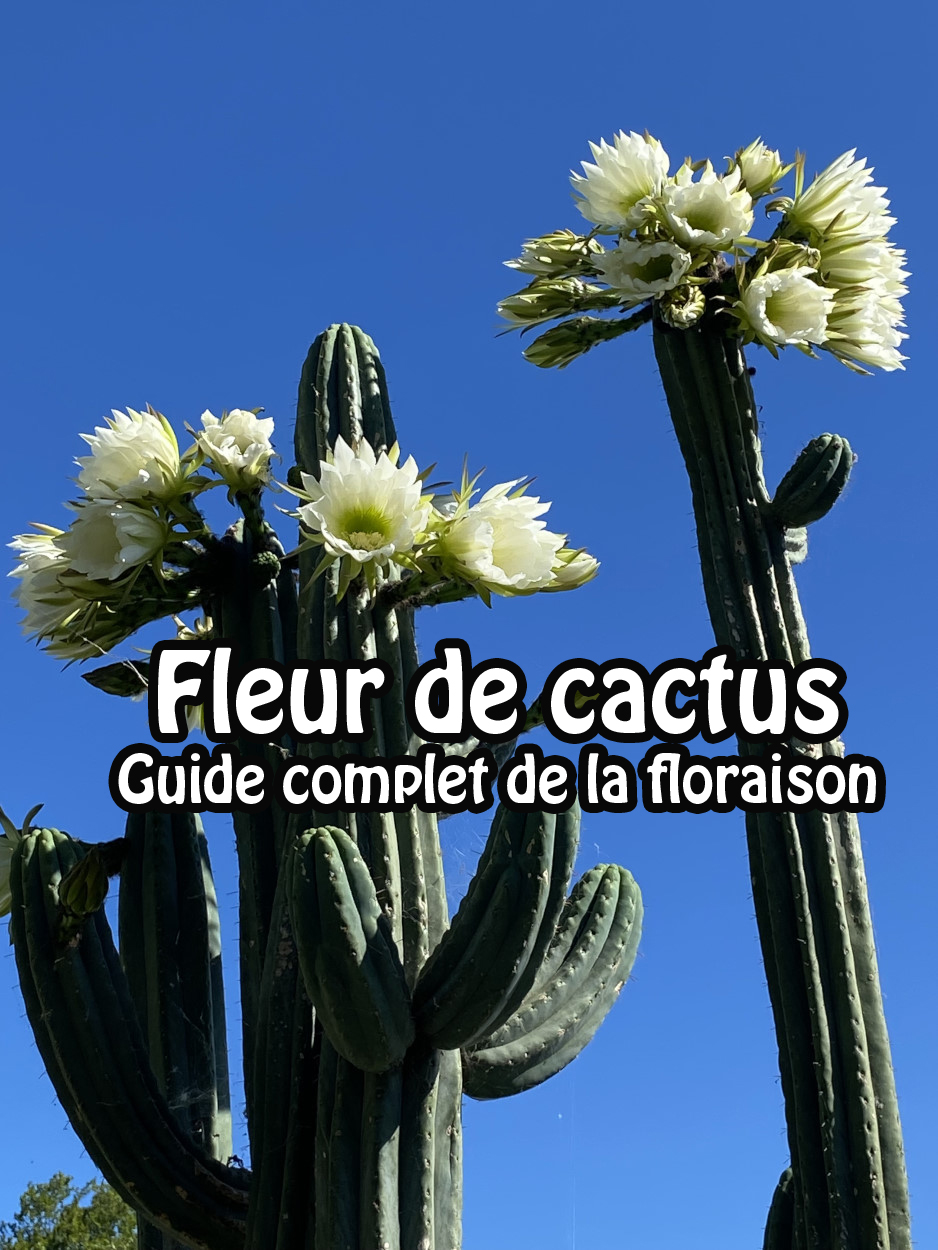 Fleur de cactus
