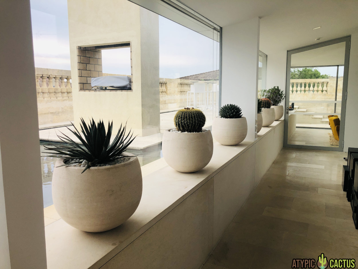 Top 10 des cactus qui s’adaptent à la maison