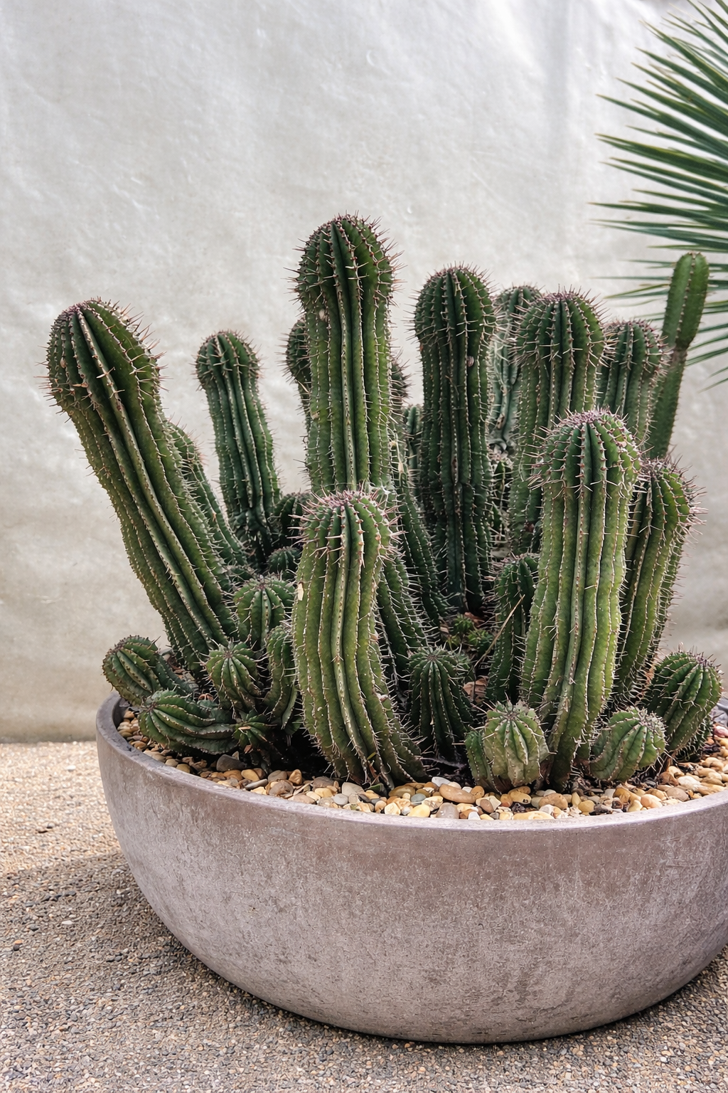 cactus qui danse Cactus Dansant et Parlant Rechargeable avec Musique et LED Multicolore –  InnovaGoods Store main image 1