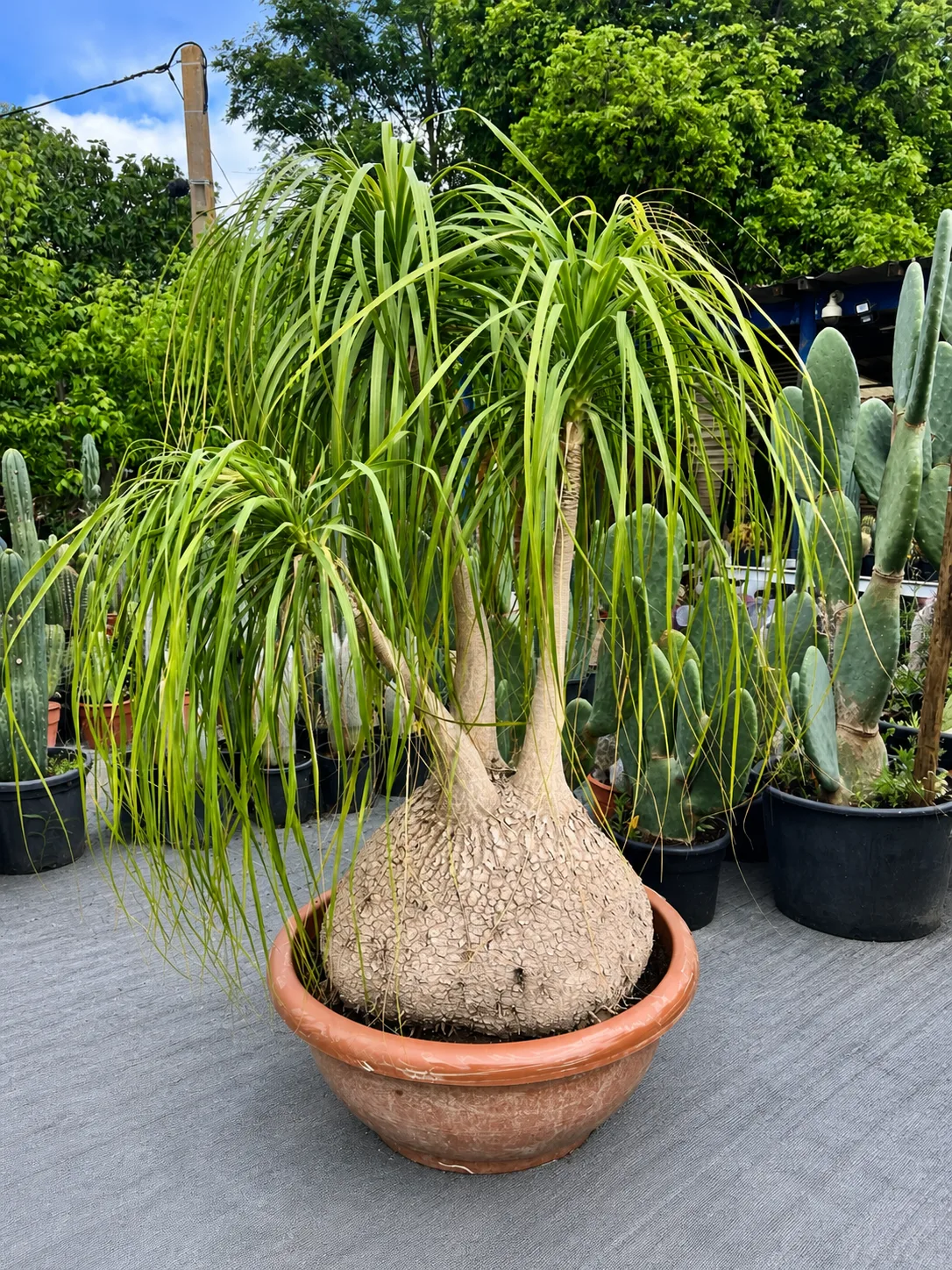 Beaucarnea Recurvata Giftig