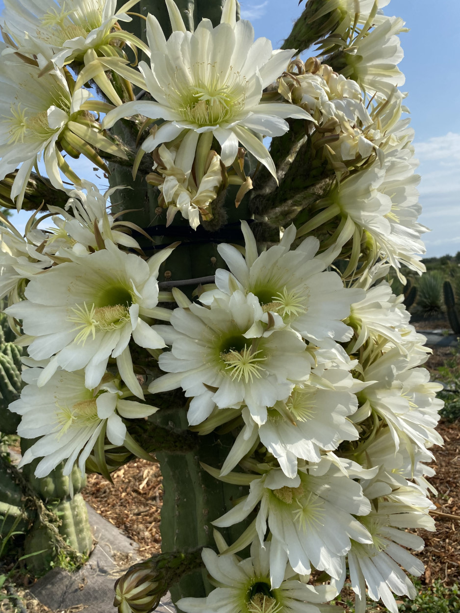 Fleur de cactus : Guide complet de la floraison
