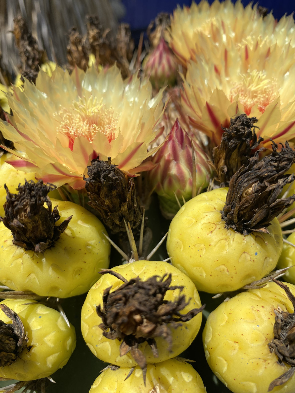 Fleur de cactus : Guide complet de la floraison