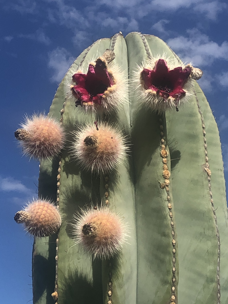 Fleur de cactus : Guide complet de la floraison