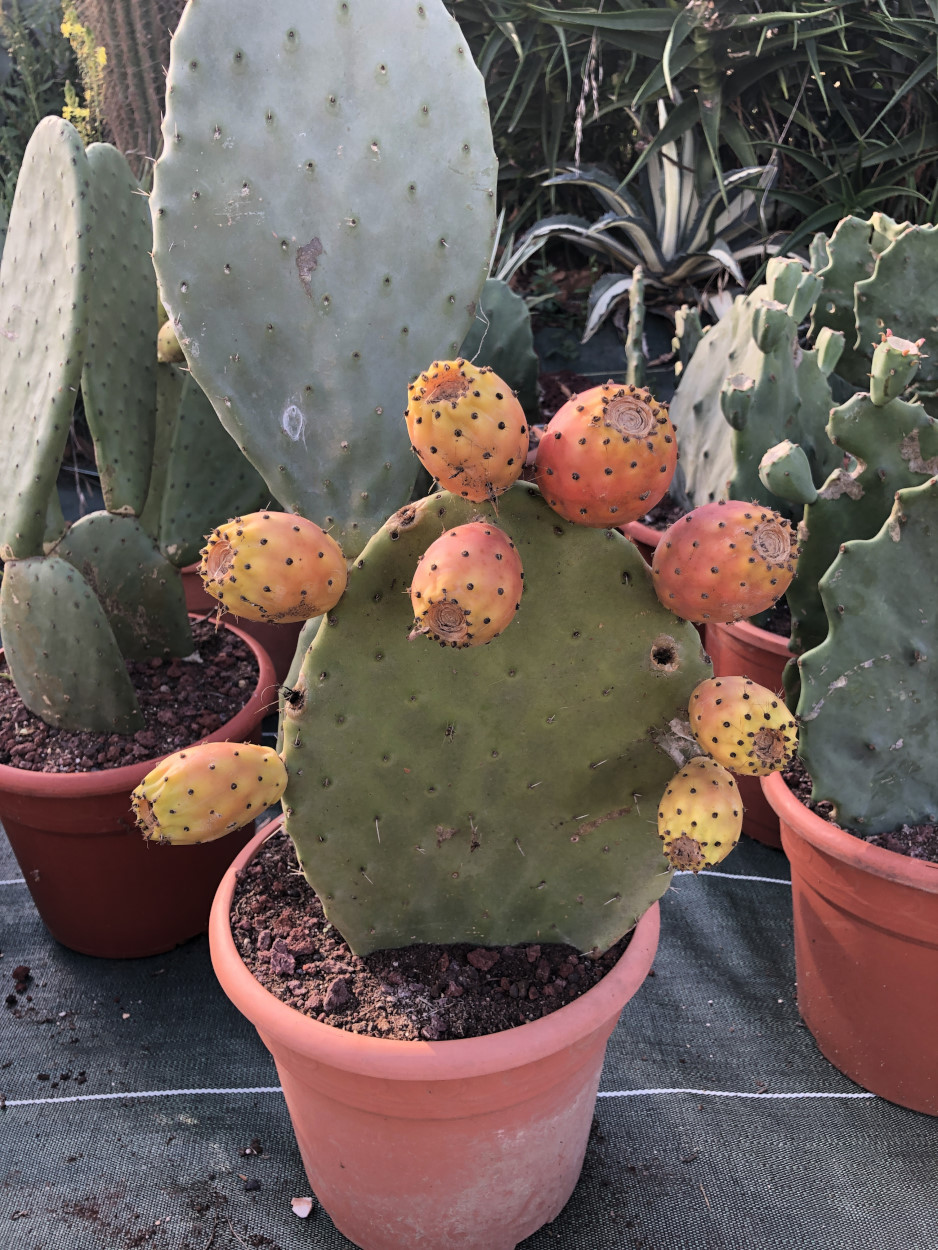 Fleur de cactus : Guide complet de la floraison