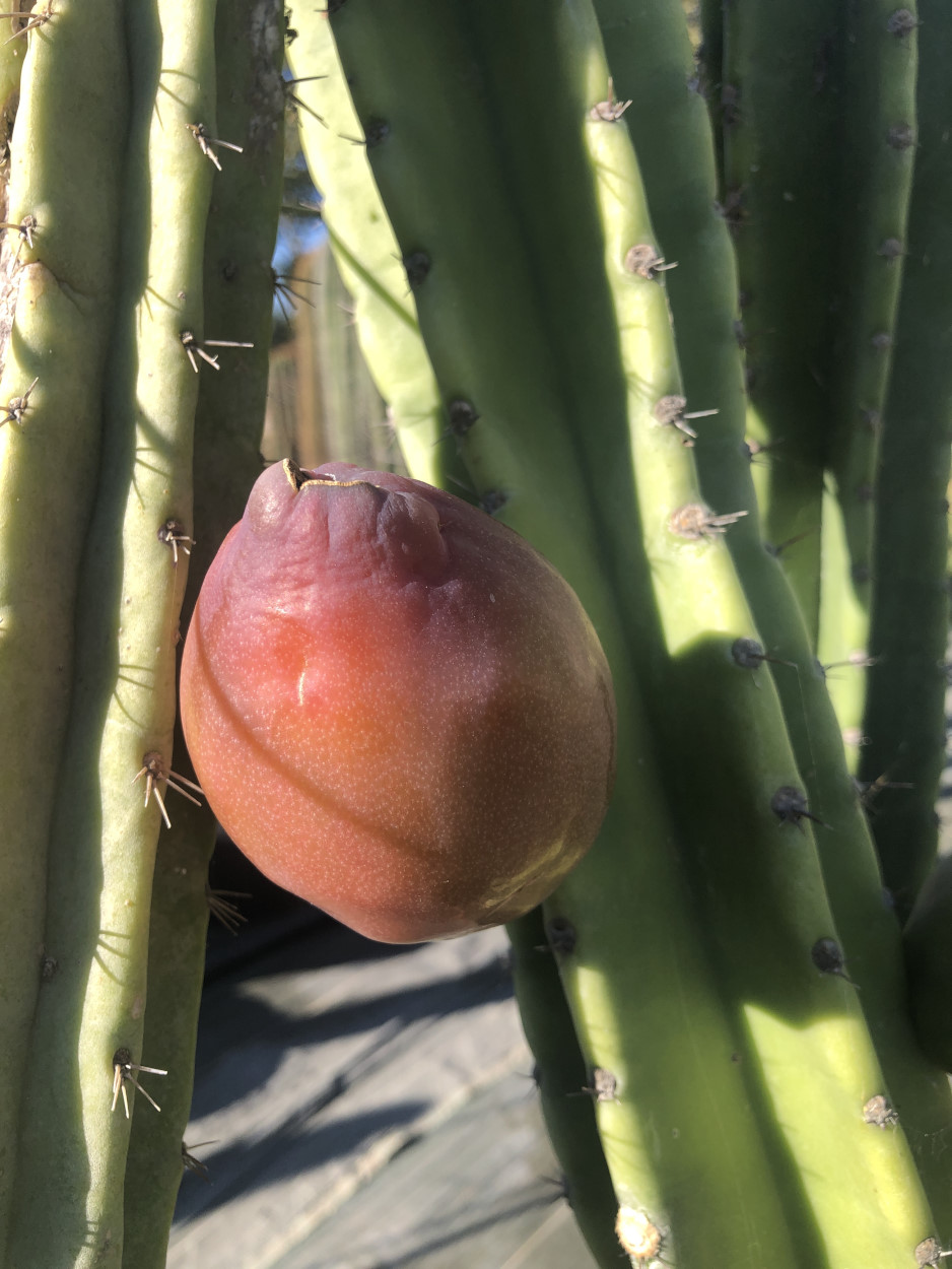 Fleur de cactus : Guide complet de la floraison