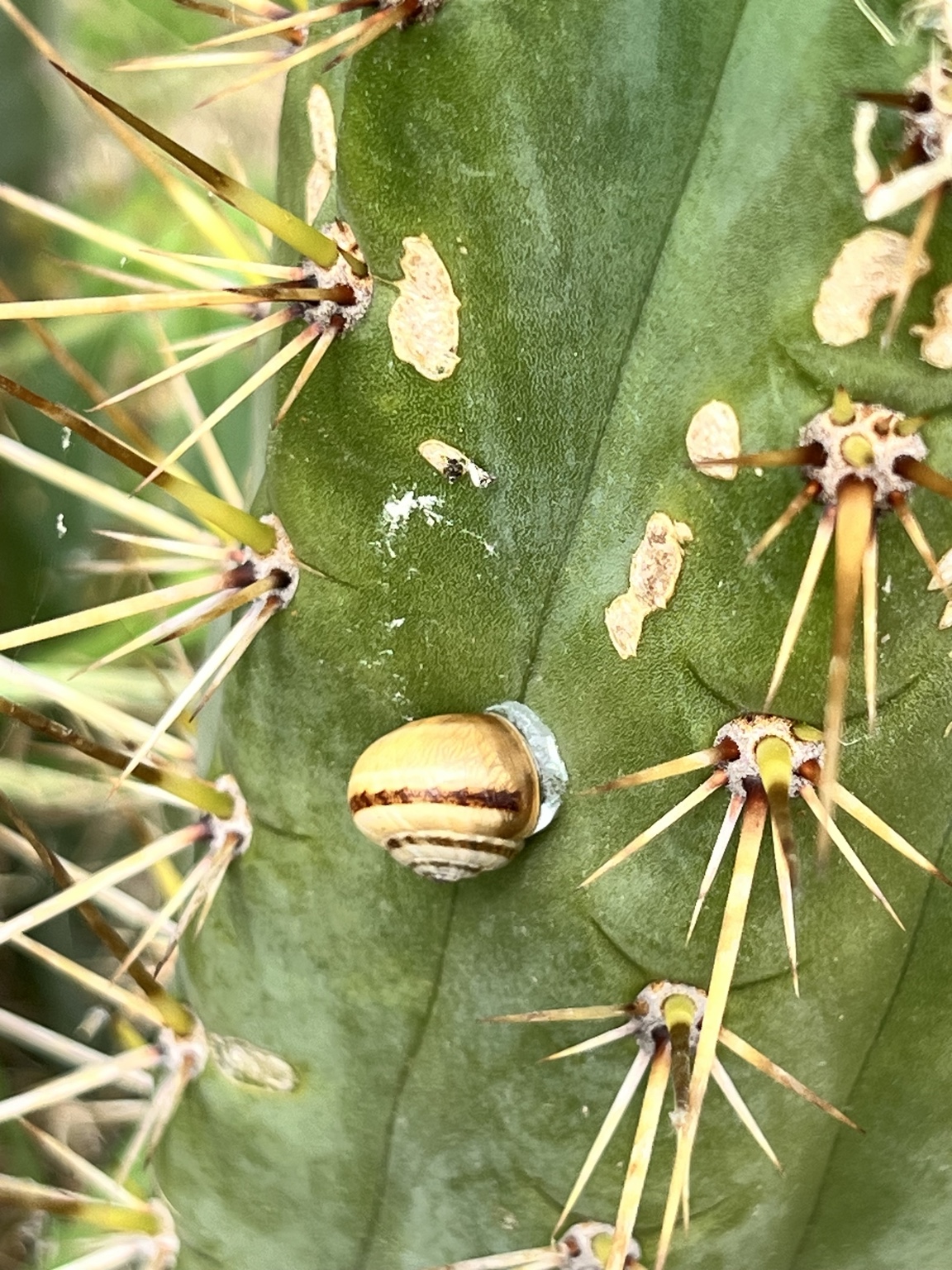 Notre éthique : comment nous cultivons et expédions nos cactus et plantes grasses