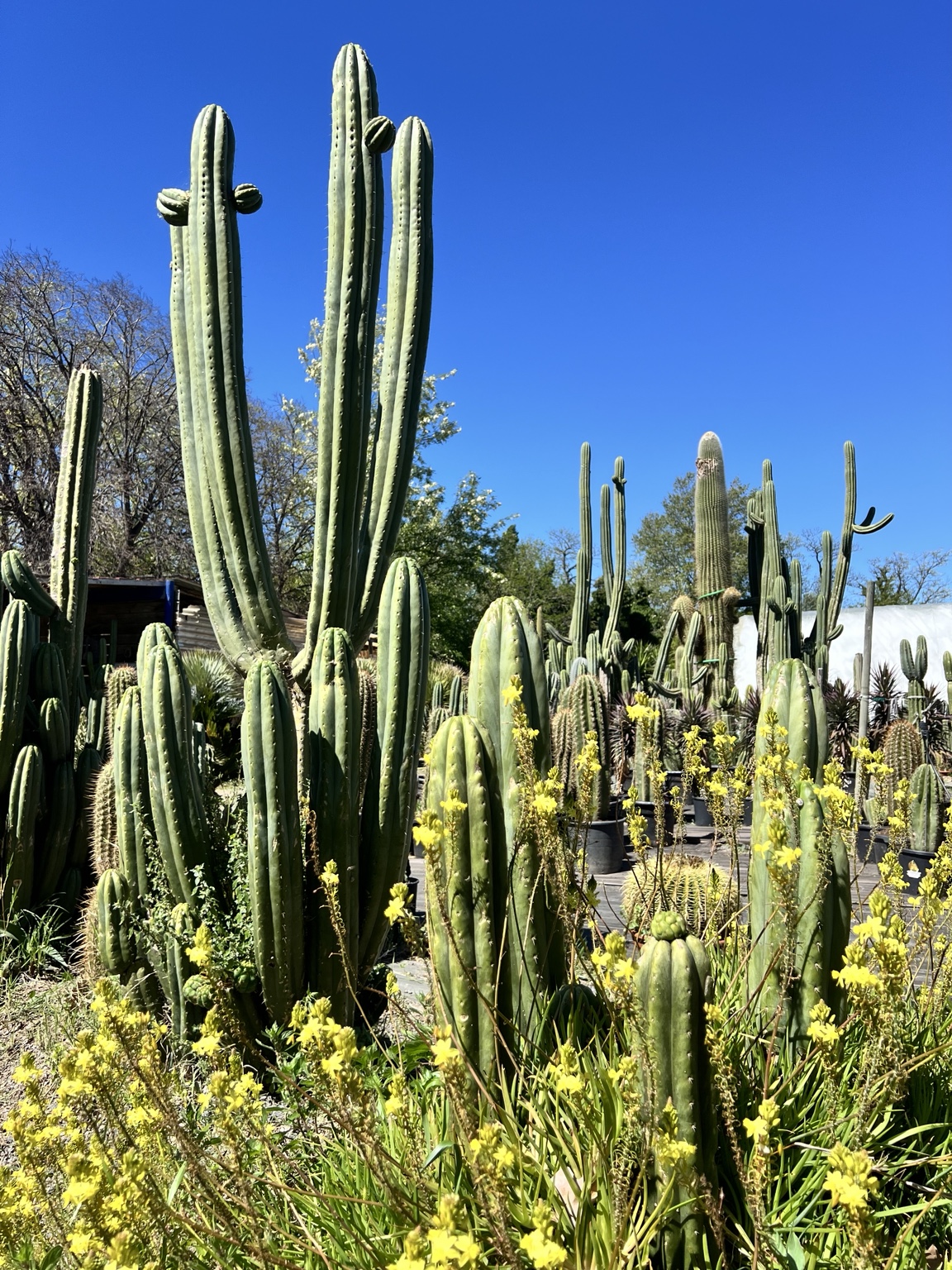 Notre éthique : comment nous cultivons et expédions nos cactus et plantes grasses